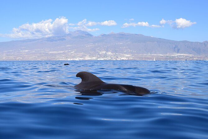 Bonadea II Ecological Whale Watching, 2 hours - Price and value: is $78.64 worth it?