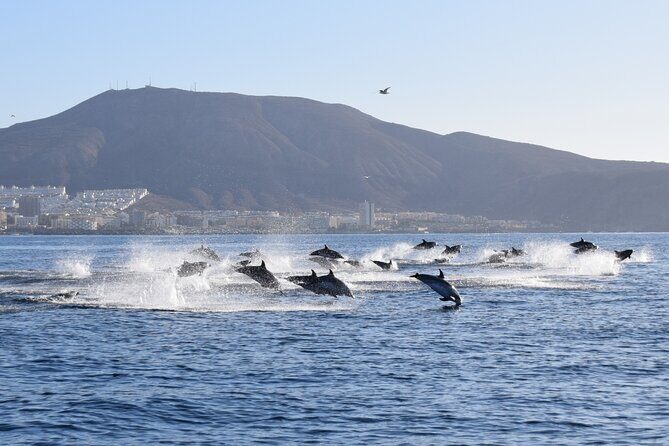 Bonadea II Ecological Whale Watching, 2 hours - Should you book Bonadea II Ecological Whale Watching?