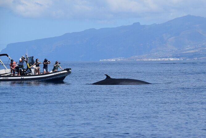 Bonadea II Ecological Whale Watching, 2 hours - Costa Adeje meeting point and what you’re signing up for on Bonadea II