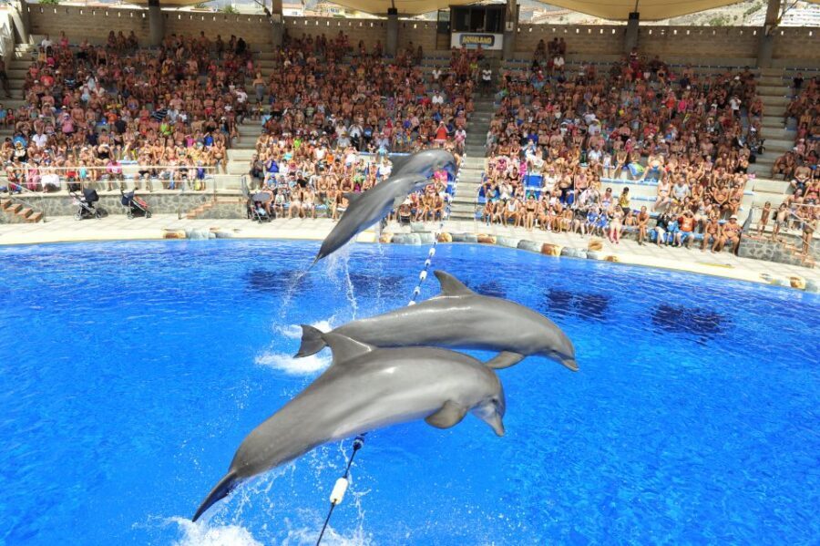Costa Adeje: Aqualand Water Park Ticket with Dolphin Show - Aqualand Costa Adeje: what this ticket really buys you