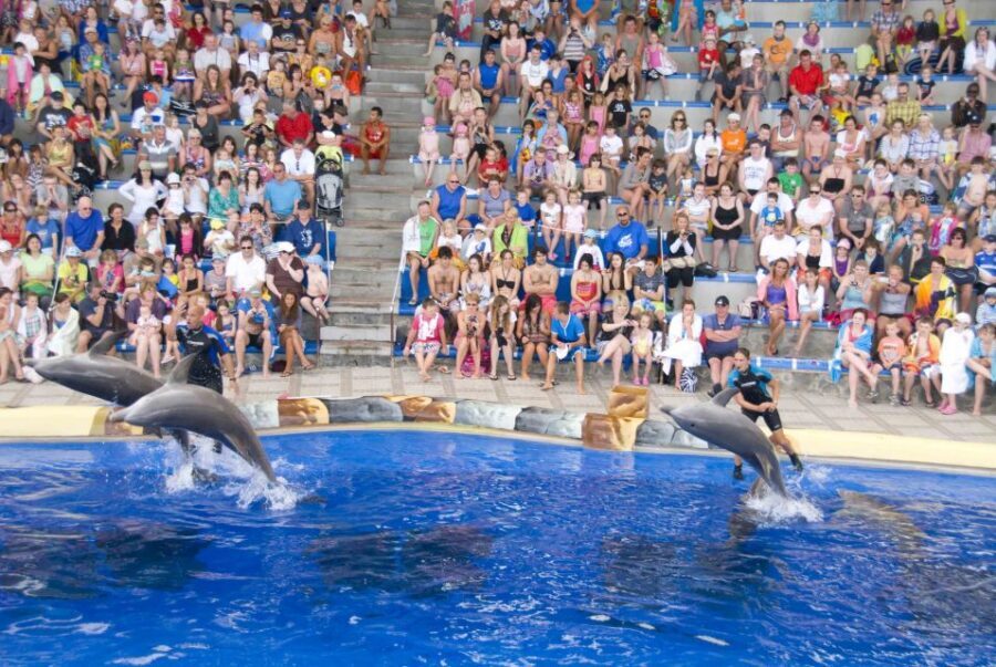 Costa Adeje: Aqualand Water Park Ticket with Dolphin Show - Lava River and ride pacing: how to keep everyone happy