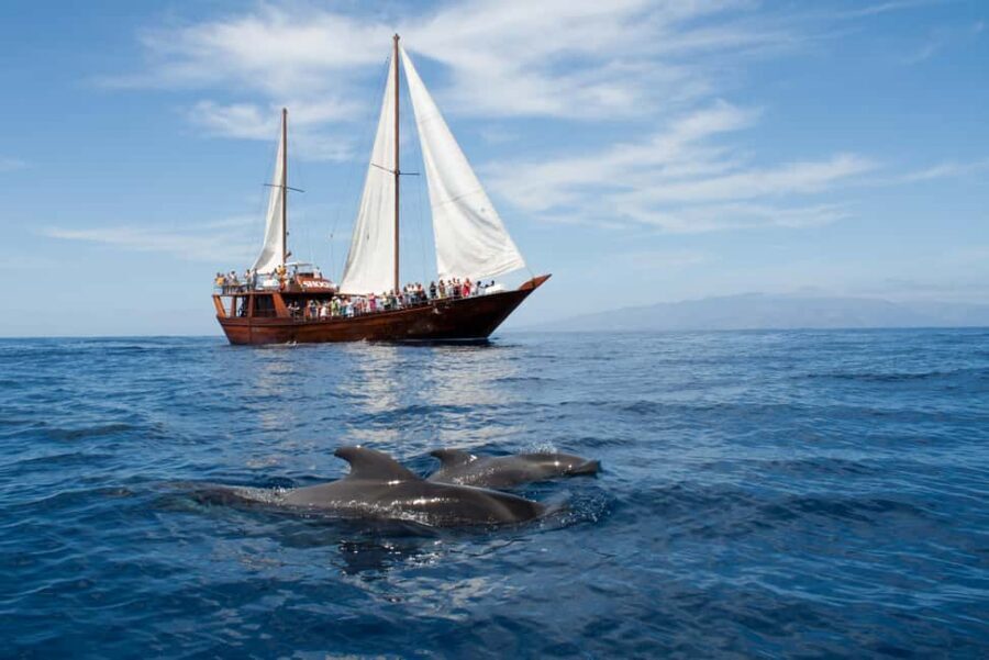 Costa Adeje: Respectful Whale-Watching Sailboat Tour & swim - Key Things You’ll Notice on This Neptuno Whale Experience