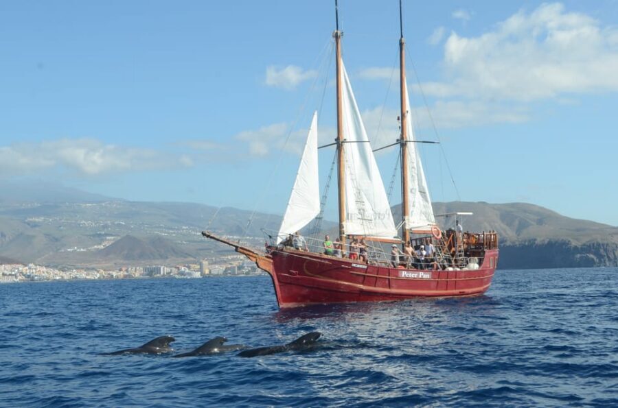 Costa Adeje: Respectful Whale-Watching Sailboat Tour & swim - Practical Tips to Get the Most Out of Your Time on the Water