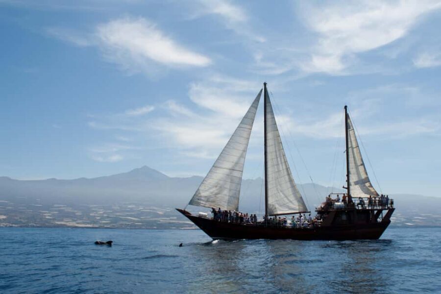 Costa Adeje: Respectful Whale-Watching Sailboat Tour & swim - Costa Adeje Whale-Watching: Pilot Whales, Dolphins, and the West-Coast Reason
