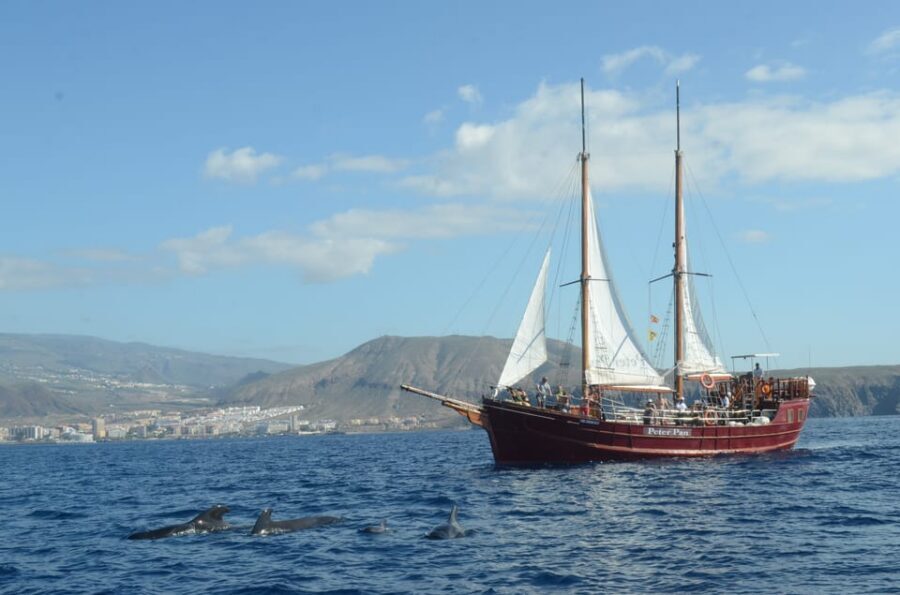 Costa Adeje: Respectful Whale-Watching Sailboat Tour & swim - The Swim Stop: Simple, Refreshing, and Weather-Dependent