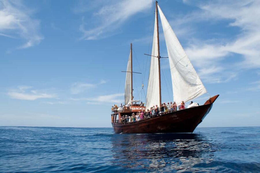 Costa Adeje: Respectful Whale-Watching Sailboat Tour & swim - Lunch on the Water: Food That Actually Keeps You Going