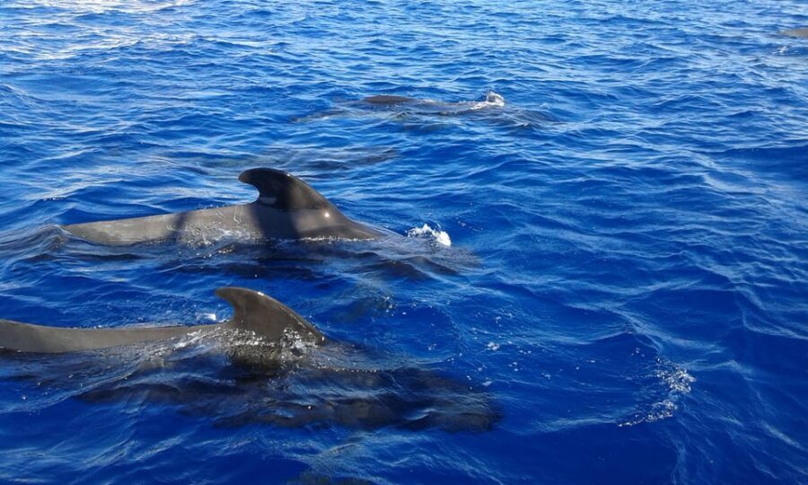 Costa Adeje: Respectful Whale-Watching Sailboat Tour & swim - Value Check: Is $20 Worth It for a 2-Hour Sail + Swim?