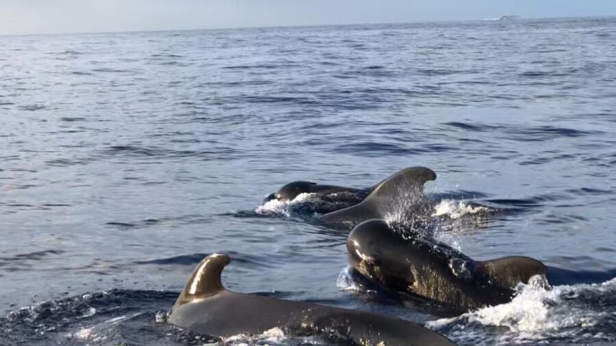 Costa Adeje: Whale and Dolphin Cruise with Food and Pickup - On the Water: How You Find Dolphins, Whales, and Birds