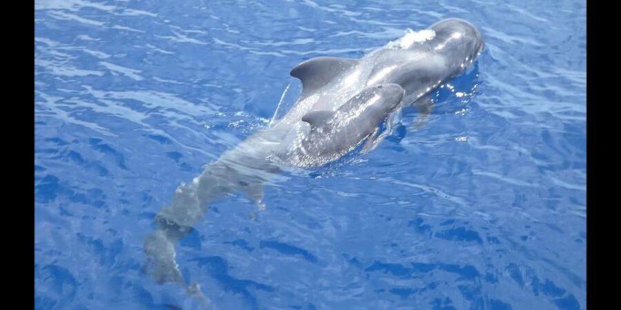 Costa Adeje: Whale and Dolphin Cruise with Food and Pickup - Getting Onboard at Puerto Colón (Pantalan 9, red maxicat boat)