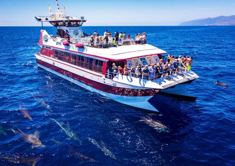 Costa Adeje: Whale & Dolphin Submarine Vision Mini Cruise - The Royal Delfin Catamaran Experience: Spacious Deck Time + Underwater Windows