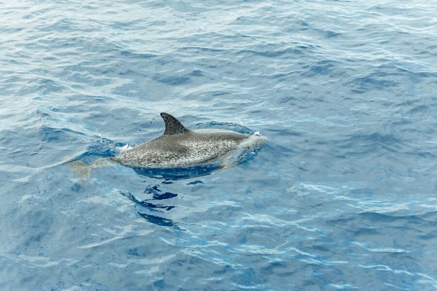 Costa Adeje: Whale & Dolphin Submarine Vision Mini Cruise - Guide Style, Languages, and Respectful Watching (Including Anja’s Role)