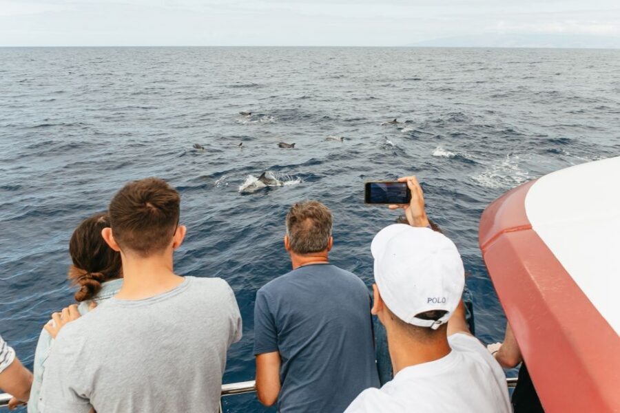 Costa Adeje: Whale & Dolphin Submarine Vision Mini Cruise - What to Bring (and What to Skip) for a Comfortable Sail