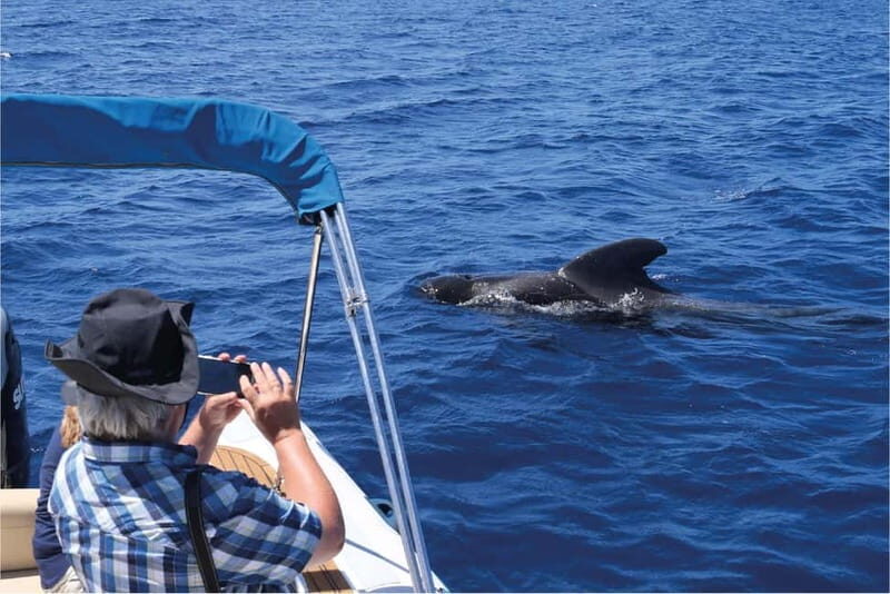Costa Adeje: Whale Watching Eco Experience with Hydrophone. - Key takeaways before you go
