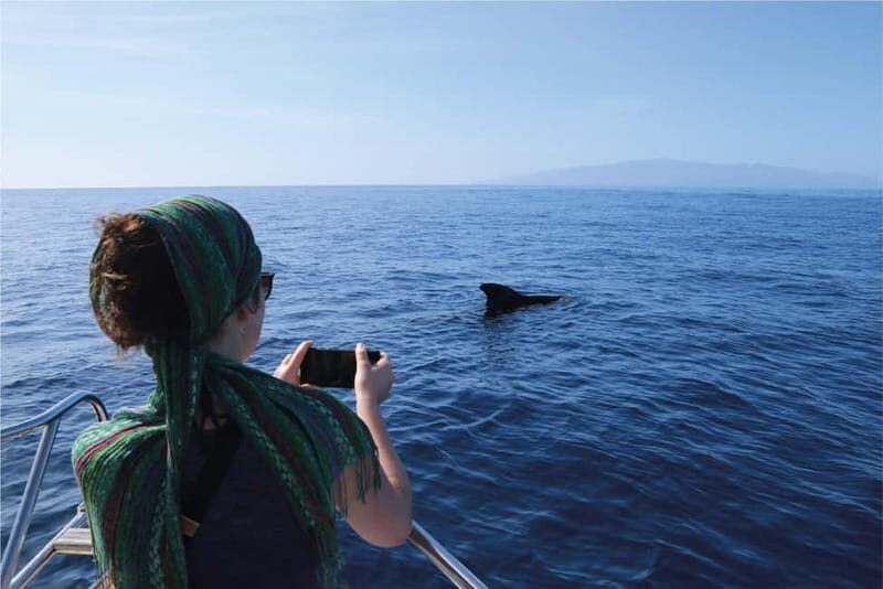 Costa Adeje: Whale Watching Eco Experience with Hydrophone. - Your onboard biologist: what you learn while you sail