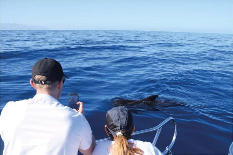 Costa Adeje: Whale Watching Eco Experience with Hydrophone. - The wildlife you might spot: whales, dolphins, turtles, seabirds