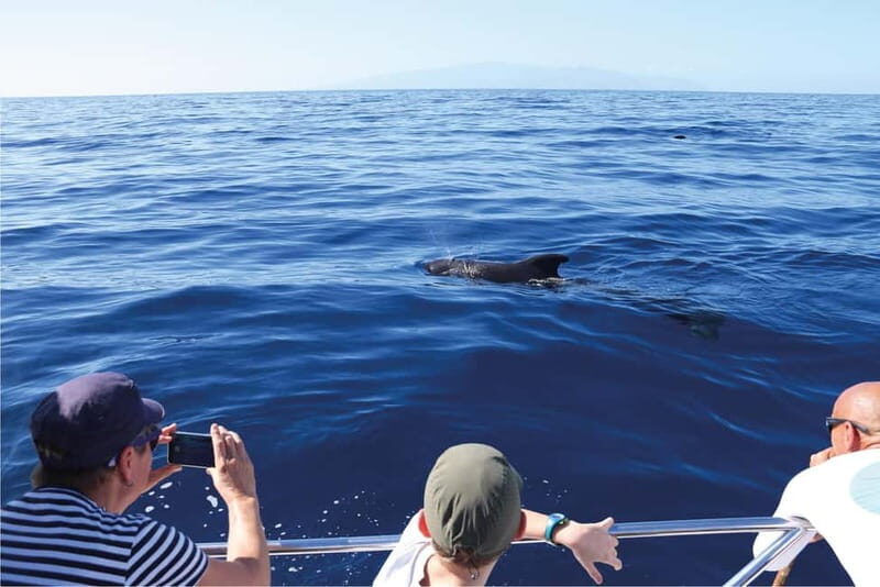 Costa Adeje: Whale Watching Eco Experience with Hydrophone. - Engine-off etiquette: why it’s more than a feel-good rule