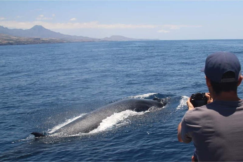 Costa Adeje: Whale Watching Eco Experience with Hydrophone. - Conservation in action: rescue, sustainability, and research links