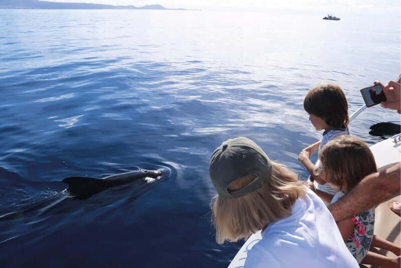 Costa Adeje: Whale Watching Eco Experience with Hydrophone. - Itinerary feel and what “2.5 hours” means for your day