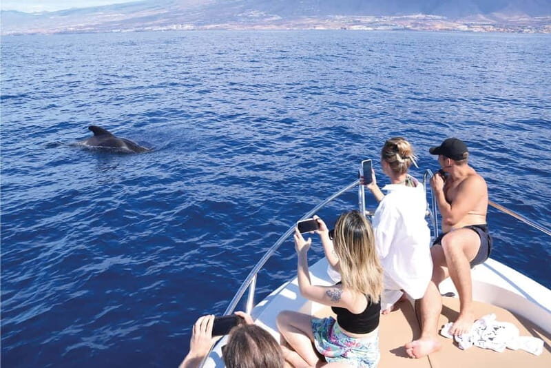 Costa Adeje: Whale Watching Eco Experience with Hydrophone. - What to bring (and what to expect out on the water)