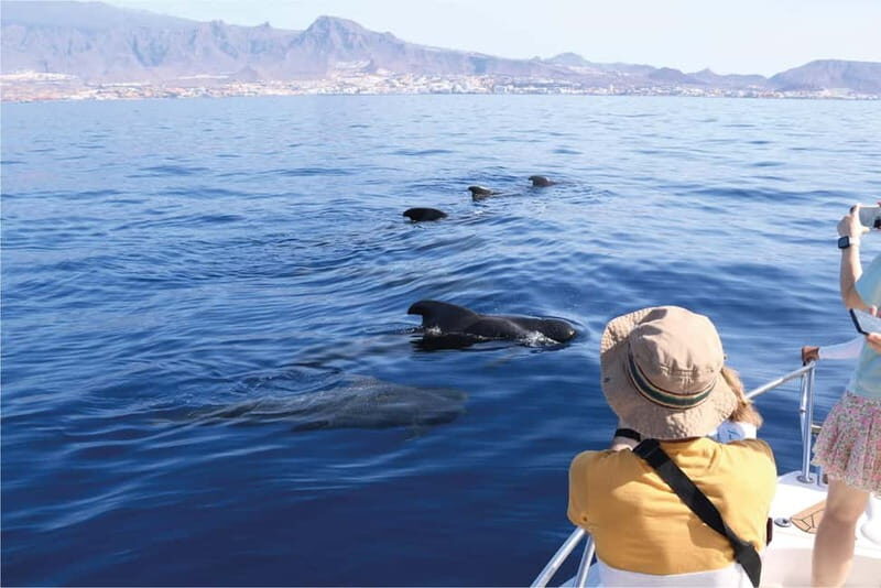 Costa Adeje: Whale Watching Eco Experience with Hydrophone. - Getting on Papacho 2: small group, real attention