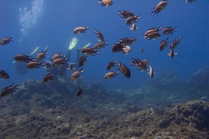 Discover Scuba Diving Adventure in Tenerife - The 3-hour flow: from gear up to your first underwater descent