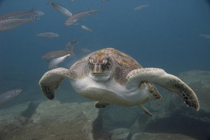 Discover Scuba Diving Adventure in Tenerife - What you’ll see: Tenerife’s volcanic rock and marine life