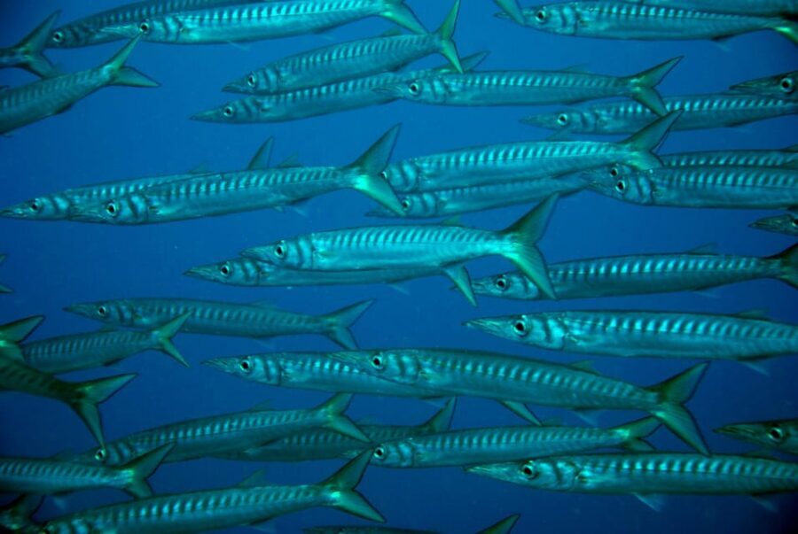 Discover Scuba Diving Experience - Price and Value: Is $112 Fair for Tenerife Scuba?