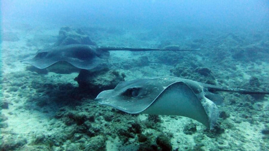 Discover Scuba Diving Experience - Best Fit for This Experience (And When You Should Skip It)
