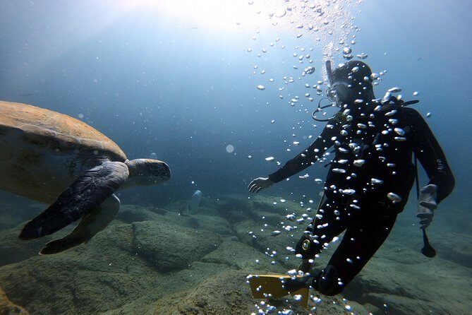 Discover Scuba Diving Experience in Turtle Habitat - Underwater Session up to 12 m: What You’re Really Paying For