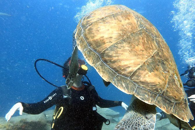 Discover Scuba Diving Experience in Turtle Habitat - Eyewear Rules and Comfort Tips: The One Thing to Solve Before You Arrive