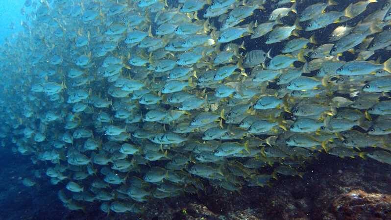 Discover Scuba Diving Experience - Getting From Adeje to Paradise Divers: Pickup and Timing That Actually Makes Sense