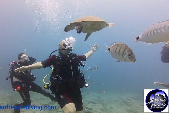 Discover Scuba Diving, free pictures included - Going to 12 meters: volcanic formations and marine life