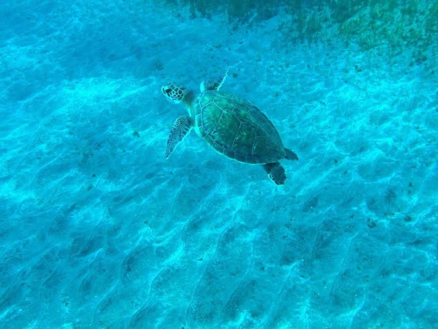 Diving course for beginners in turtle area Tenerife - First steps in shallow water: safety and comfort come first