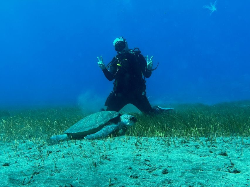 Diving course for beginners in turtle area Tenerife - Photos, videos, and your certification card: why this package feels complete