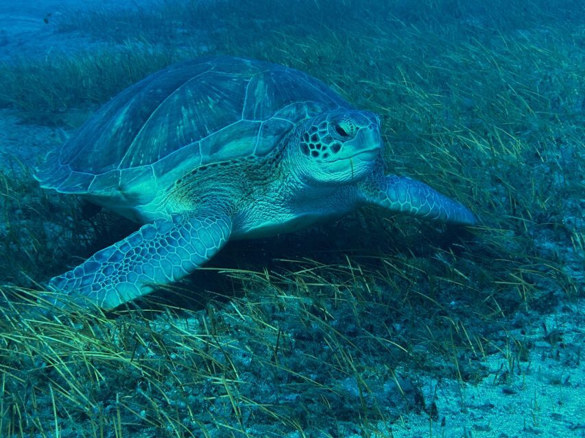 Diving course for beginners in turtle area Tenerife - Who should book this beginner turtle-area course (and who shouldn’t)