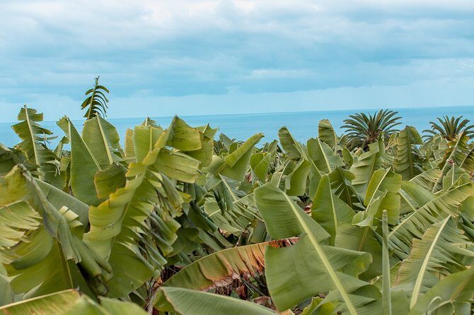 Eco banana farm Tour - Key points before you go