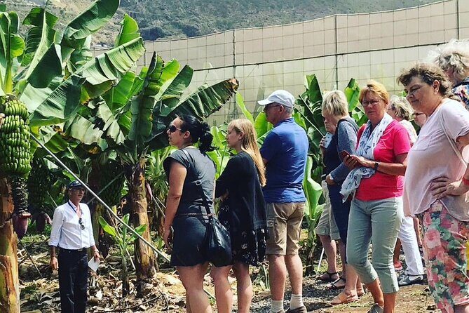 Eco banana farm Tour - A working banana finca near La Orotava (not a show farm)