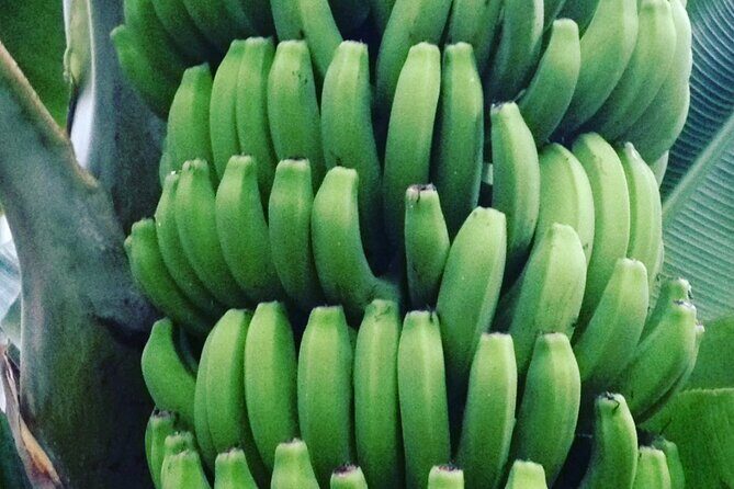 Eco banana farm Tour - Tastings: banana snack plus the liqueur shot