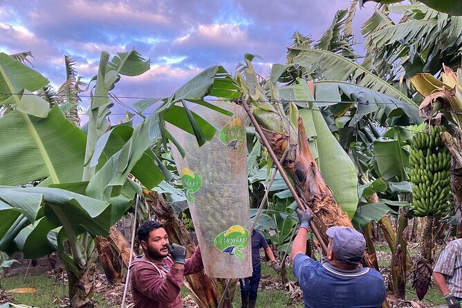 Eco banana farm Tour - Views, comfort, and the small inconveniences that come with farming
