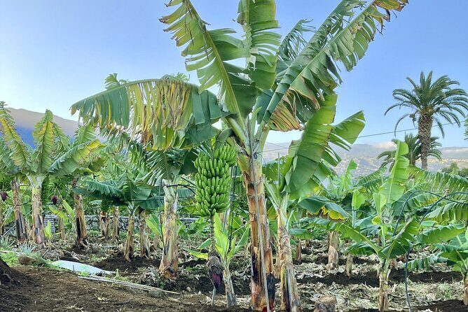 Eco banana farm Tour - Getting there: Merendero El Rincón is the anchor
