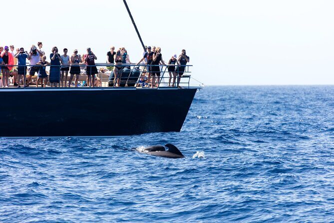 Exclusive Freebird Catamaran Whale & Dolphin to Masca From South - Crew and captain energy: why the vibe can change
