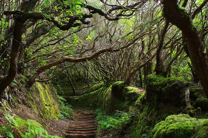 Exclusive Tenerife Highlights Shore Tour for Cruise Passengers - San Cristóbal de La Laguna: UNESCO streets in a calm, timed walk