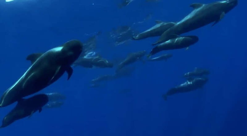 Excursion to see the whales - 3 Hours - Wildlife viewing: dolphins, sperm whales, and pilot whales in the Atlantic