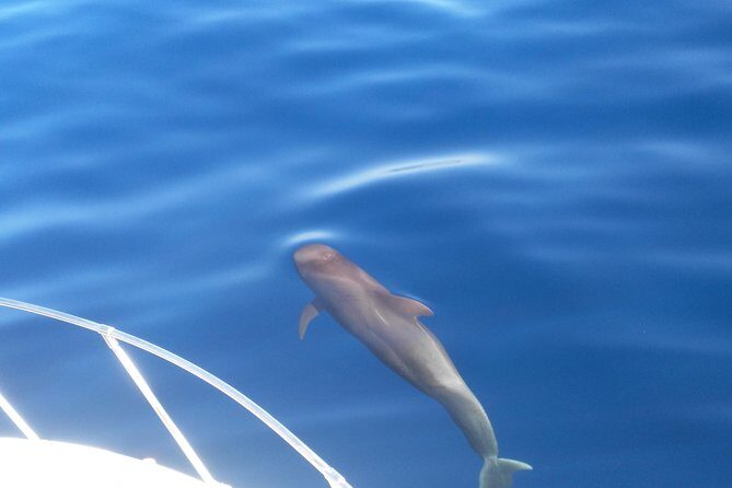 Fishing trip, Tenerife Sea Passion - A small group (max 11) changes everything on a fishing boat