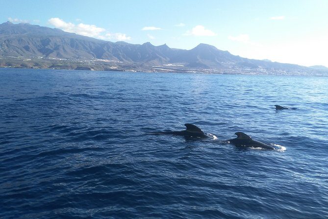 Fishing trip, Tenerife Sea Passion - Weather can change the day: what to know before you commit