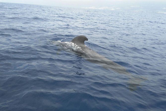 Fishing trip, Tenerife Sea Passion - What you can expect on the water: comfort, drinks, and the real fishing vibe