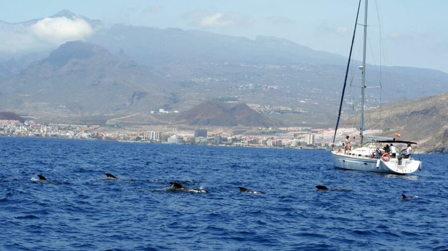 From Los Gigantes: Whale Watching Sailboat Cruise - Key moments you’ll actually remember