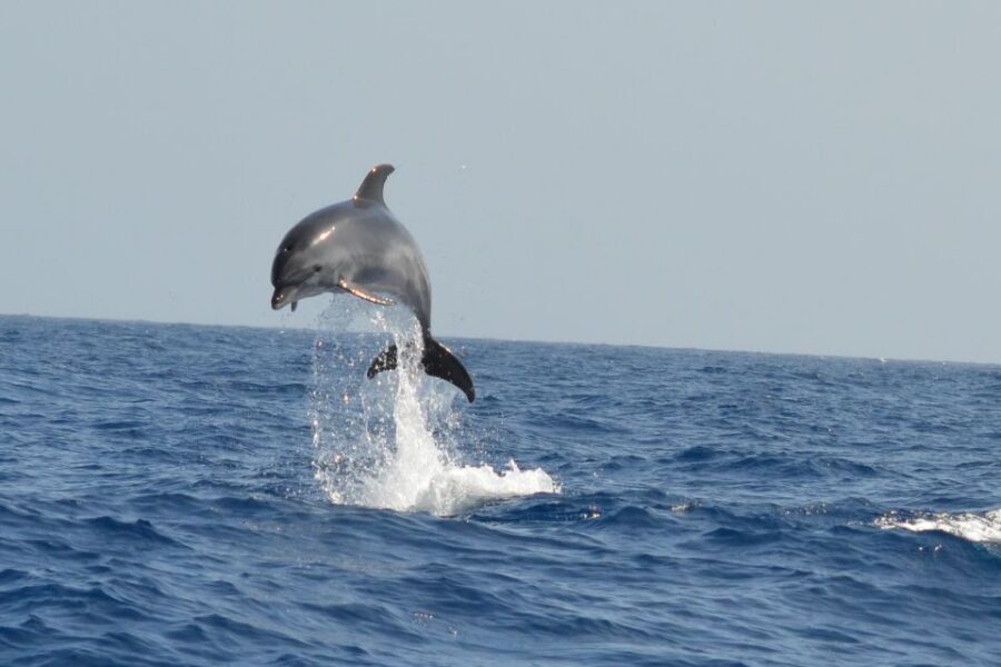 From Los Gigantes: Whale Watching Sailboat Cruise - Should You Book This Los Gigantes Whale Watching Sailboat Cruise?