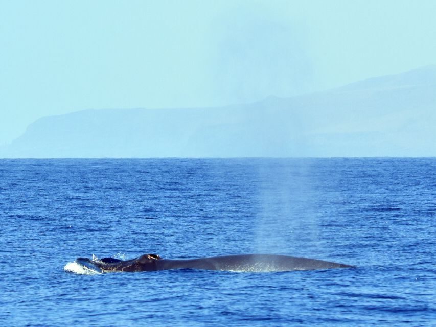 From Los Gigantes: Whale Watching Sailboat Cruise - Tapas and Drinks Onboard: The Homemade Finish
