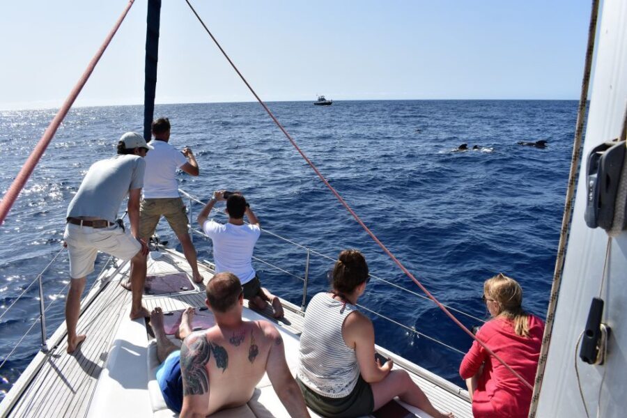 From Los Gigantes: Whale Watching Sailboat Cruise - The Sustainability Story You Can See in Their Behavior